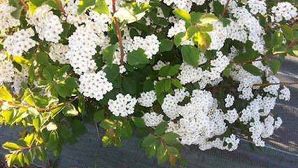 Chatenoud Georges, Géomètre à Thiviers